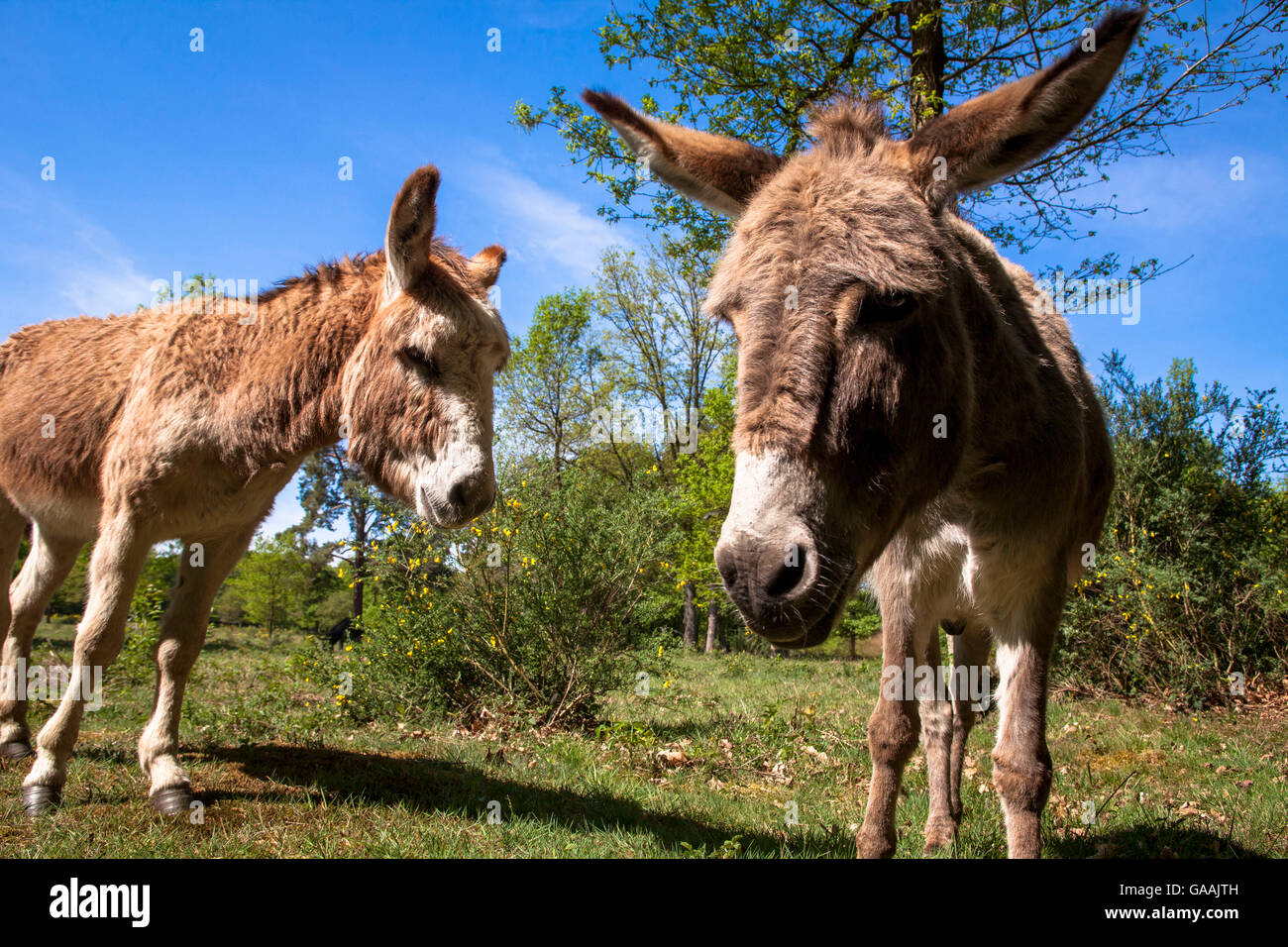 Germany, Troisdorf, North Rhine-Westphalia, donkeys in the Wahner Heath. Stock Photo