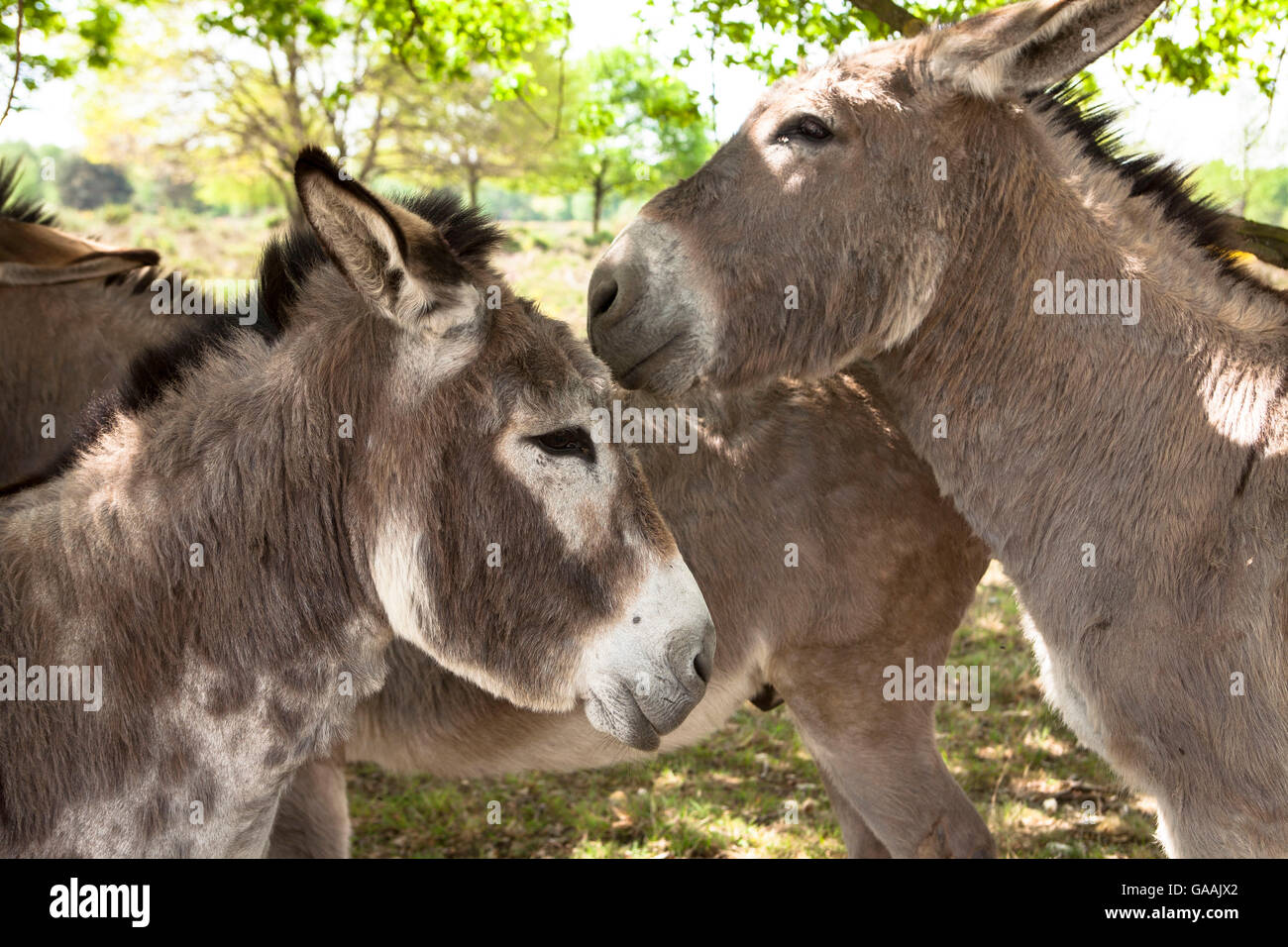 Germany, Troisdorf, North Rhine-Westphalia, donkeys in the Wahner Heath. Stock Photo