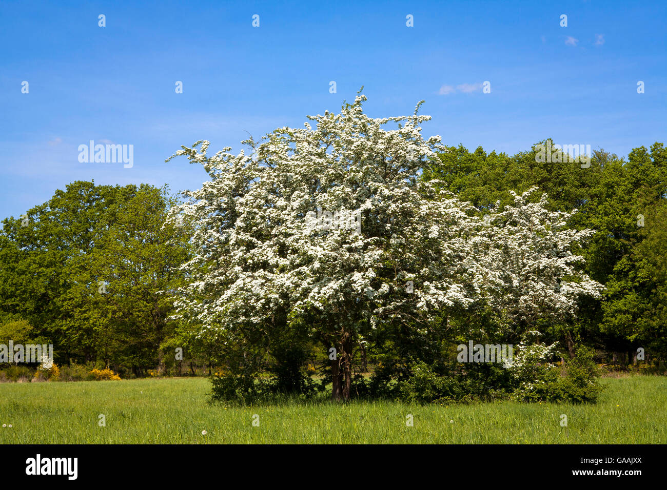 Germany, Troisdorf, North Rhine-Westphalia, in the Wahner Heath, blooming whitethorn. Stock Photo