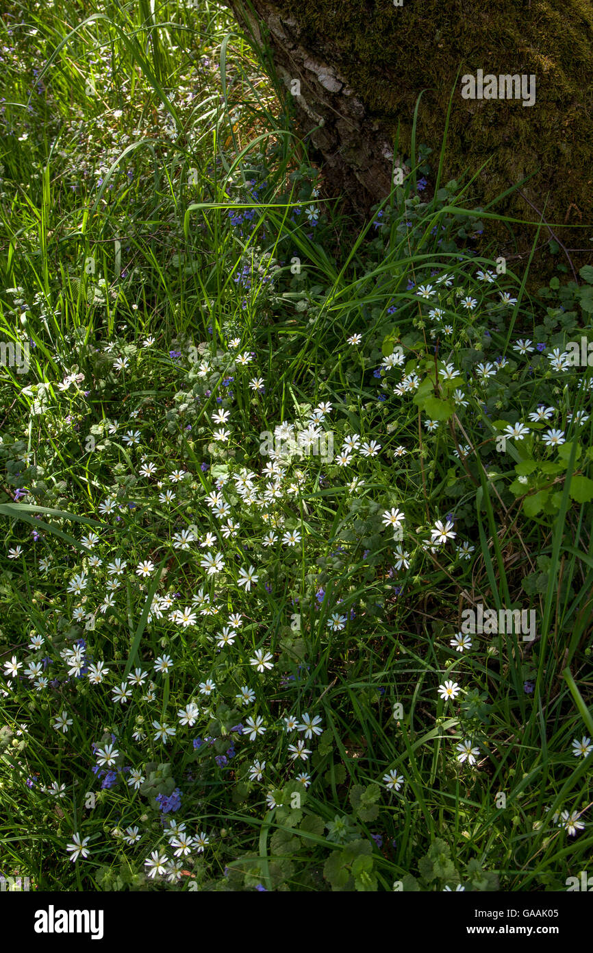 Germany, Troisdorf, North Rhine-Westphalia, starwort and ground-ivy in the Wahner Heath. Stock Photo