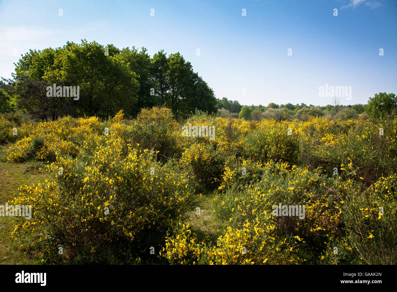 Germany, Troisdorf, North Rhine-Westphalia, in the Wahner Heath, blooming genista. Stock Photo