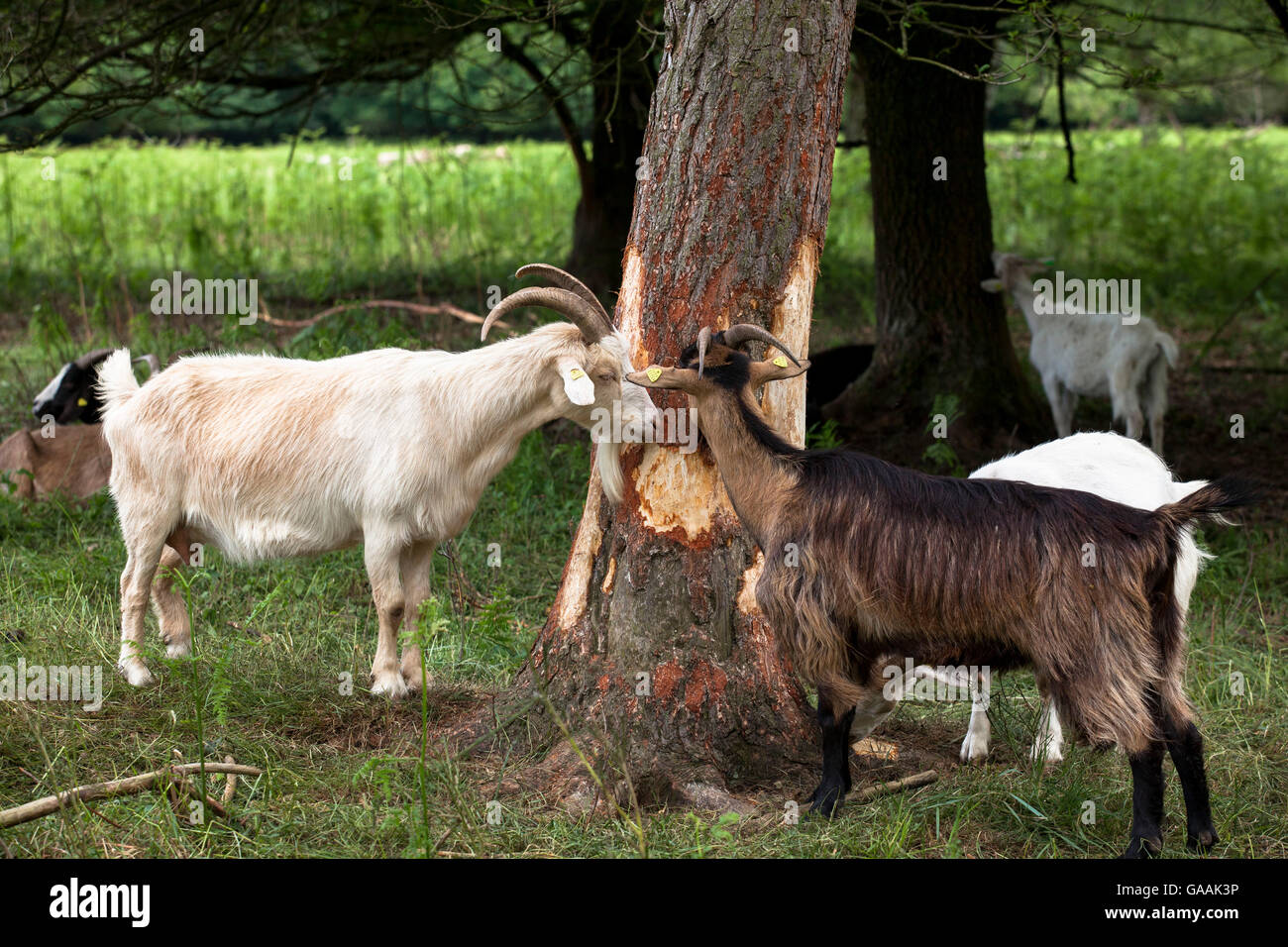 Germany, Troisdorf, North RhineWestphalia, goats in the Wahner Heath