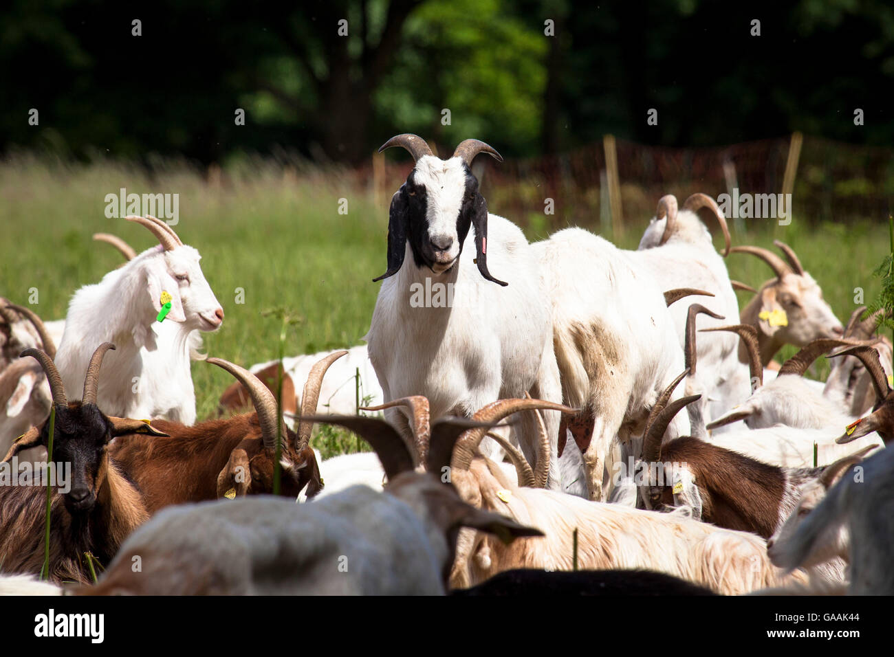 Germany, Troisdorf, North Rhine-Westphalia, goats in the Wahner Heath. Stock Photo