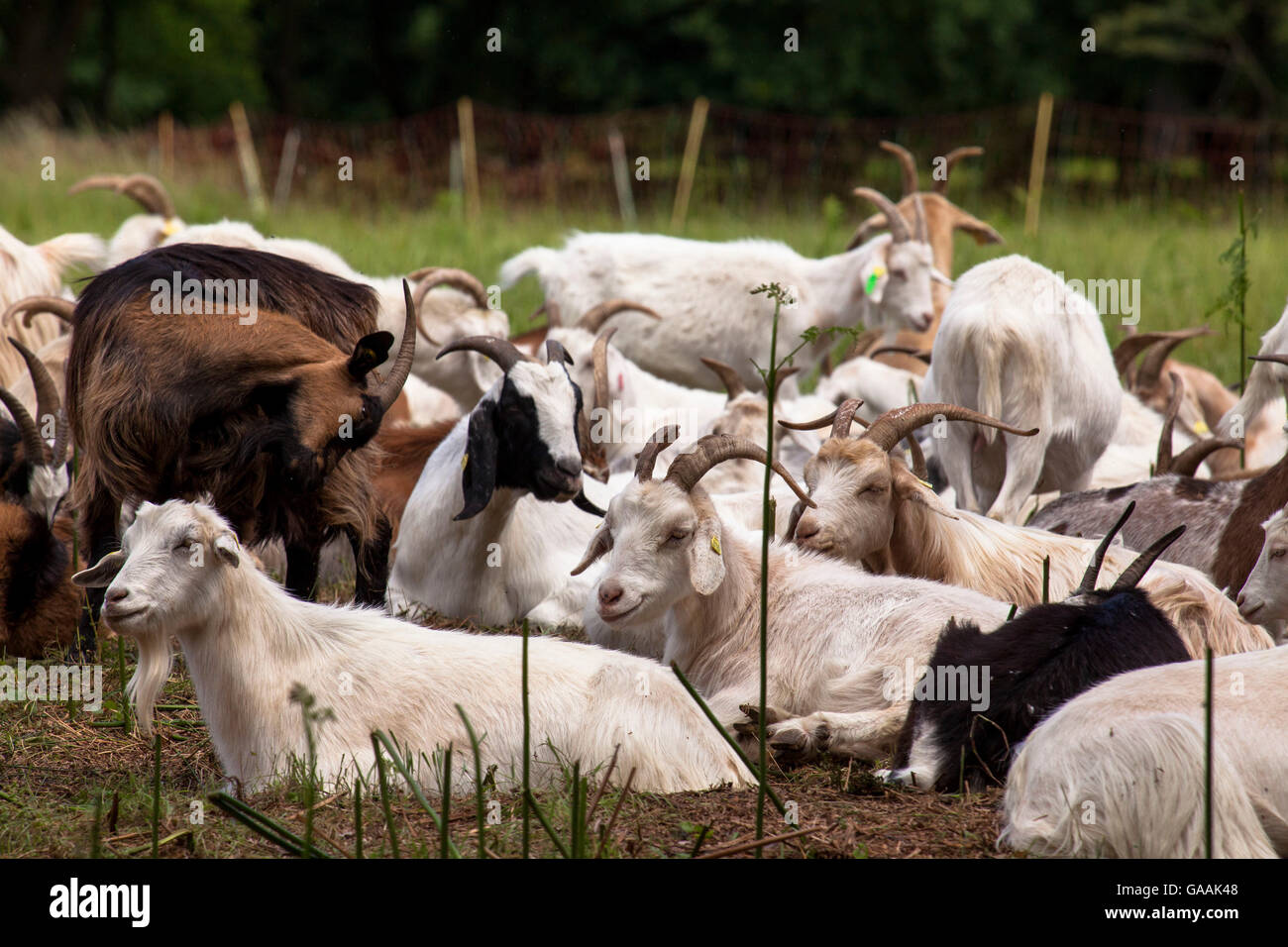 Germany, Troisdorf, North Rhine-Westphalia, goats in the Wahner Heath. Stock Photo