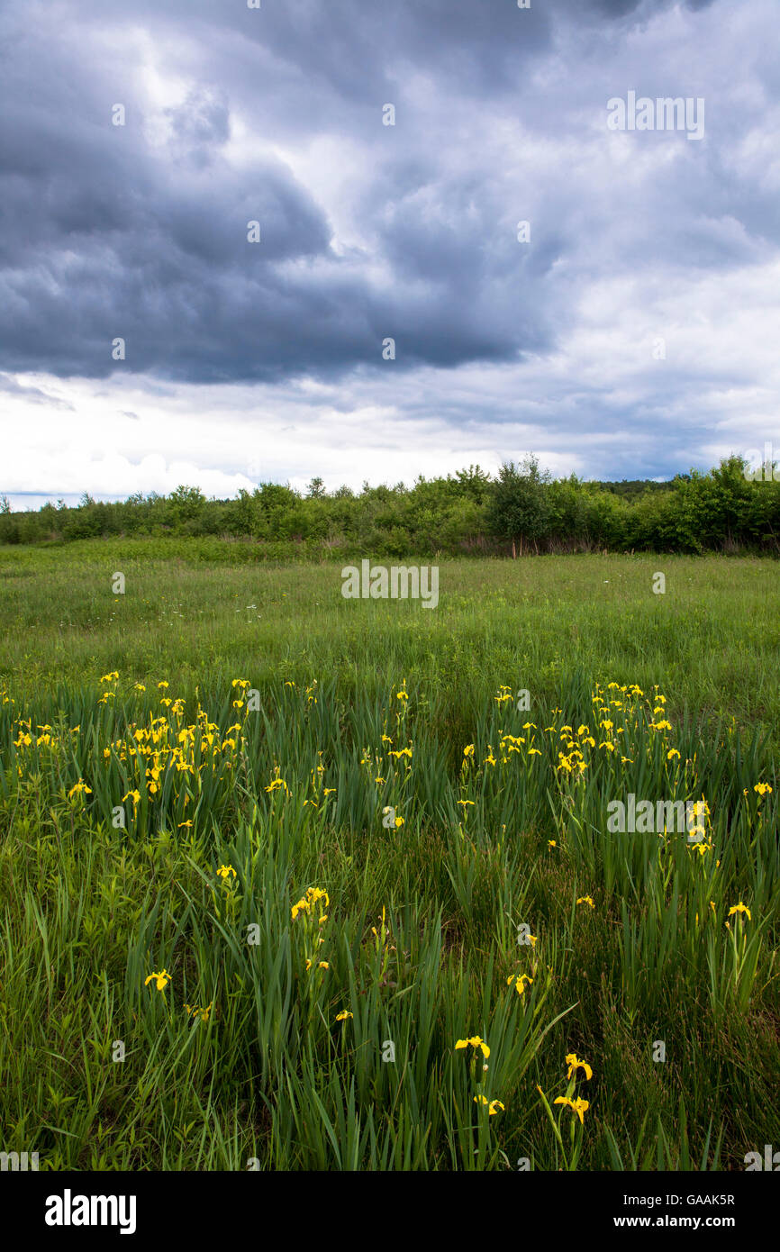 Germany, Troisdorf, North Rhine-Westphalia, yellow iris (Iris pseudacorus) in the Herfeld bog in the Wahner Heath. Stock Photo