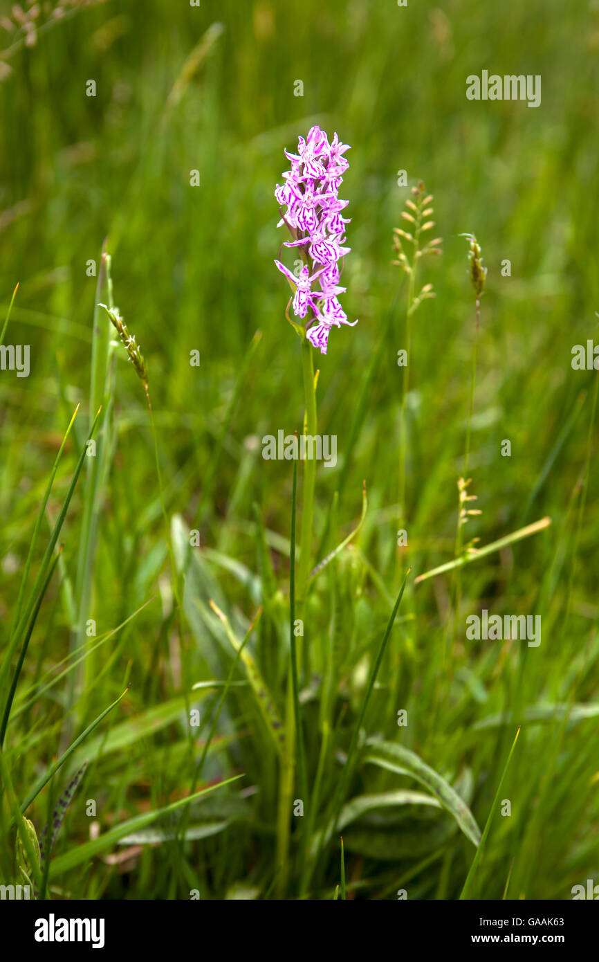 Germany, Troisdorf, North Rhine-Westphalia, Heath Spotted Orchid (lat. dactylorhiza maculata) in the Herfeld bog in the Wahner H Stock Photo