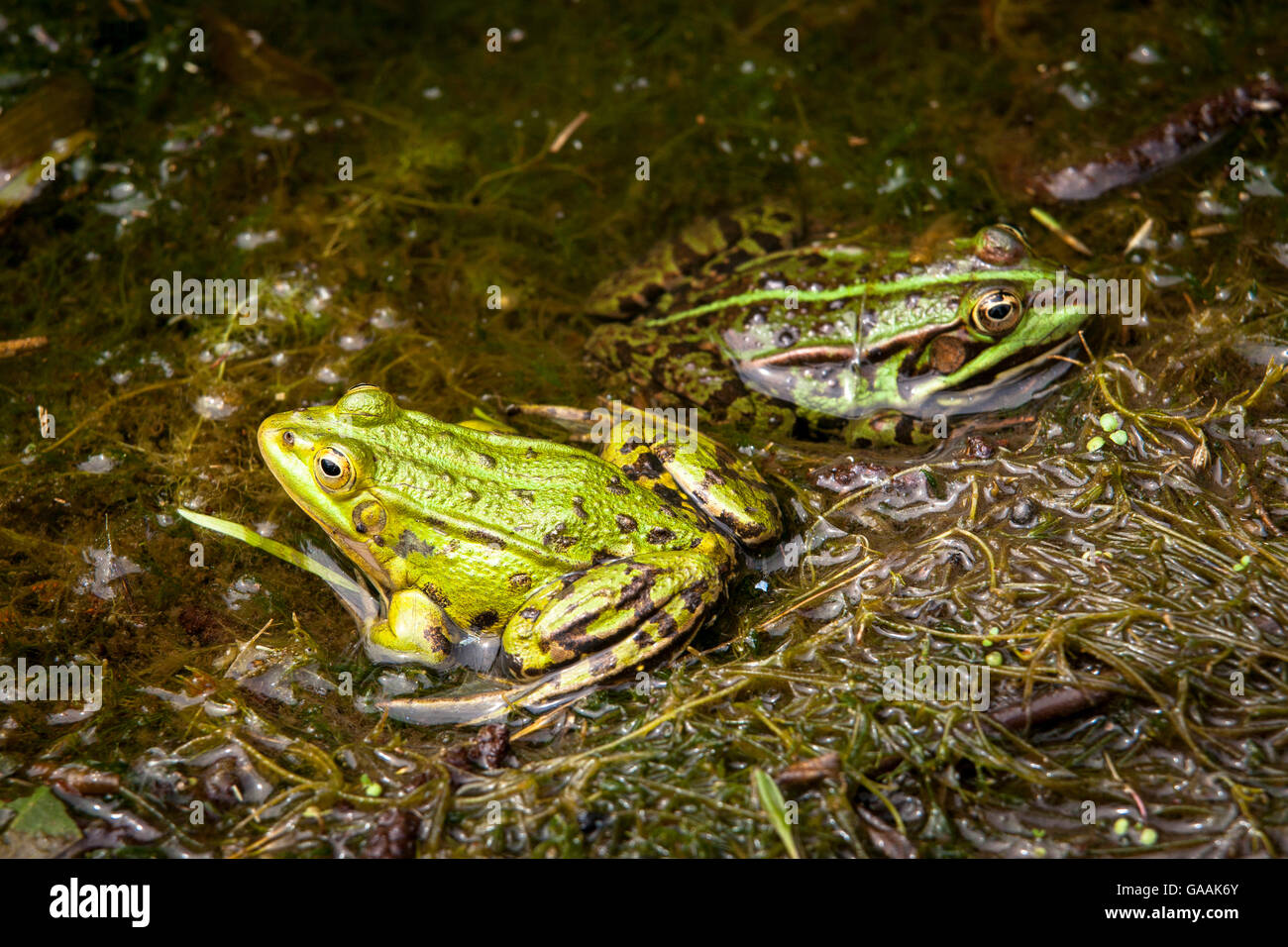 Germany, North Rhine-Westphalia, Wahner Heath, Edible Frog (lat. Rana kl. esculenta). Stock Photo
