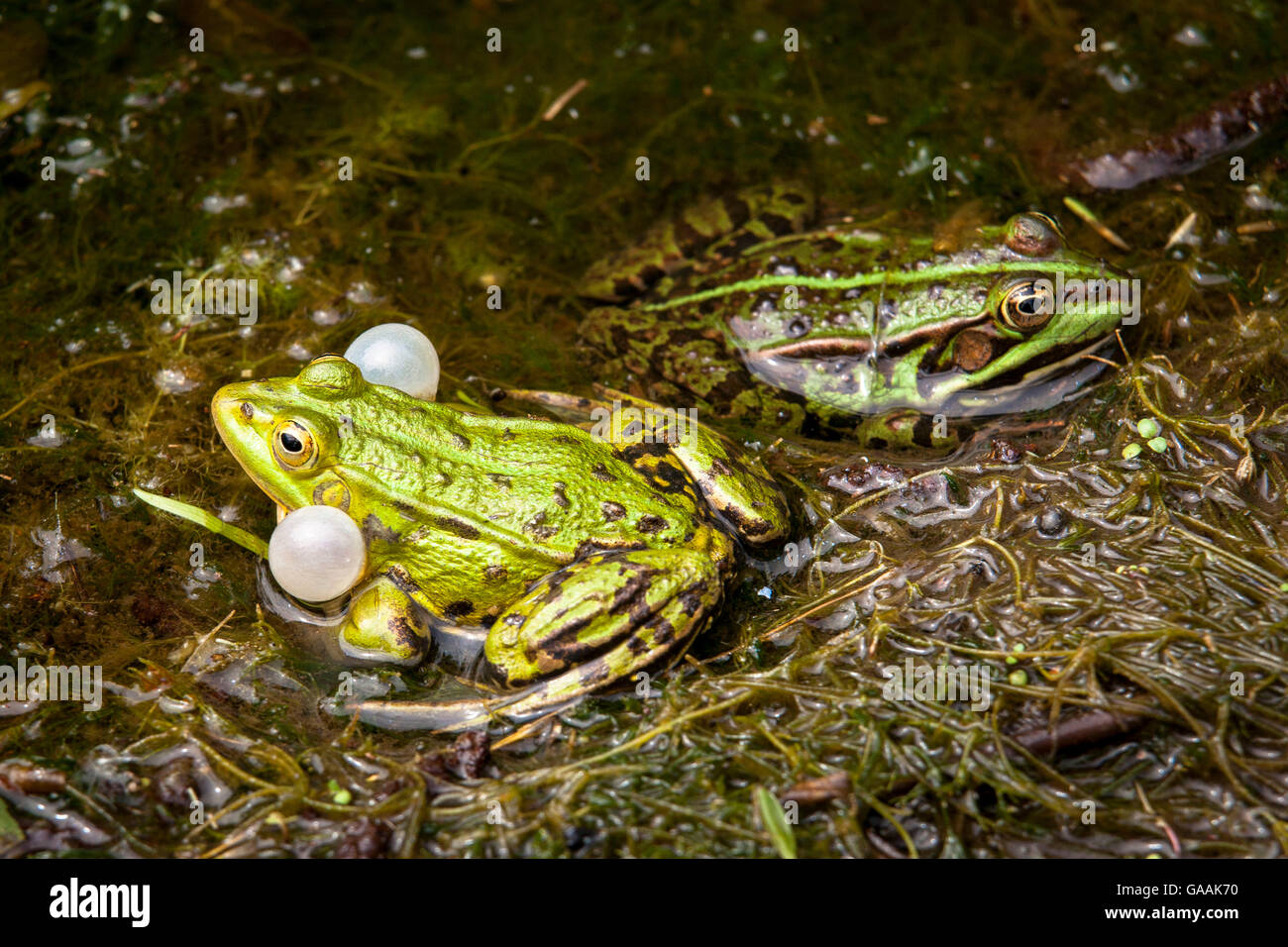 Germany, North Rhine-Westphalia, Wahner Heath, Edible Frog (lat. Rana kl. esculenta) with vocal sac. Stock Photo