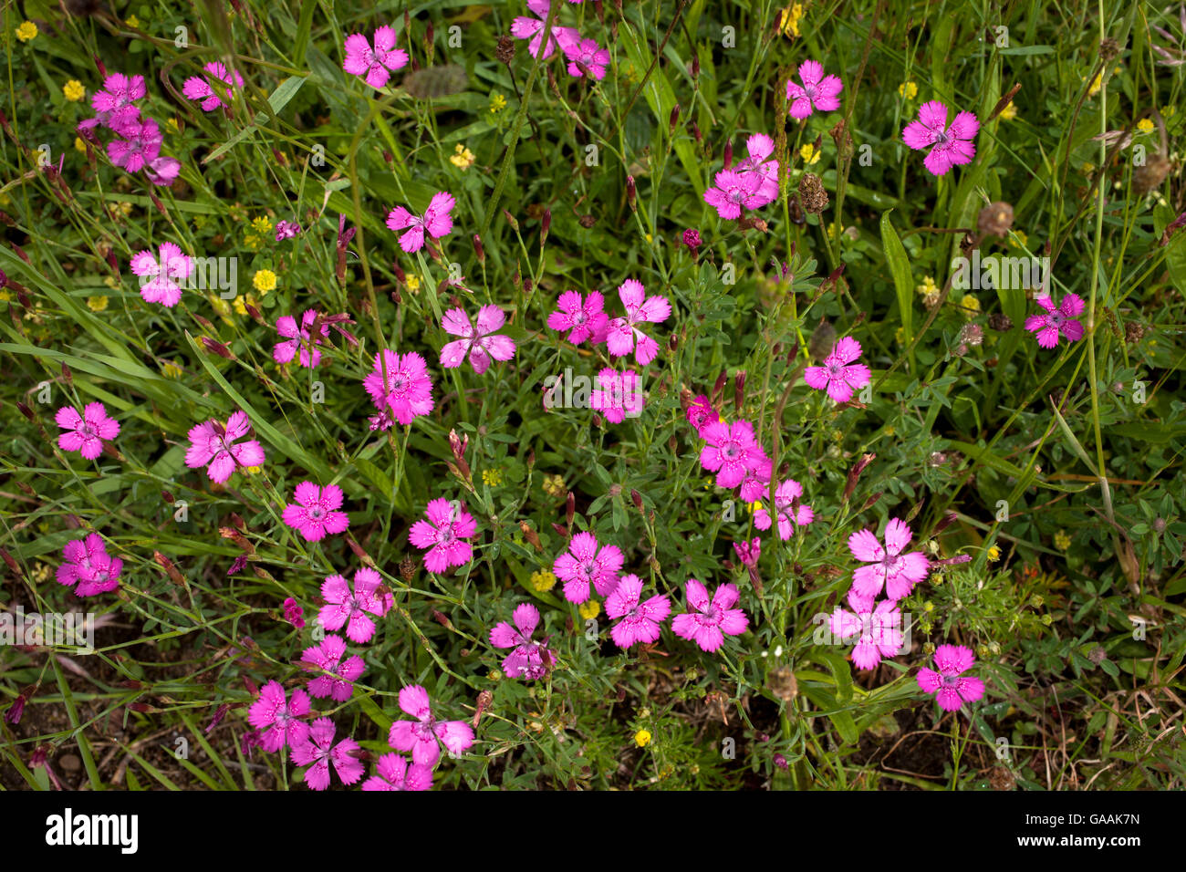 Germany, Troisdorf, North Rhine-Westphalia, maiden pink (Dianthus deltoides) in the Wahner Heath. Stock Photo