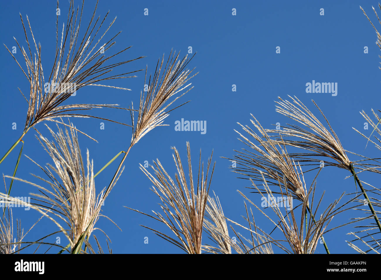 nature plant with a clear blue sky Stock Photo - Alamy