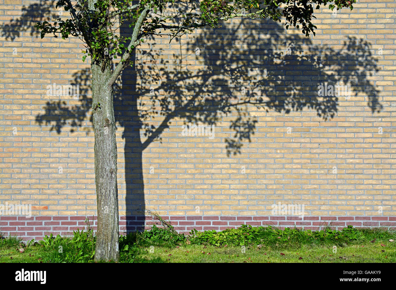 tree with shadow effect on a brick wall Stock Photo