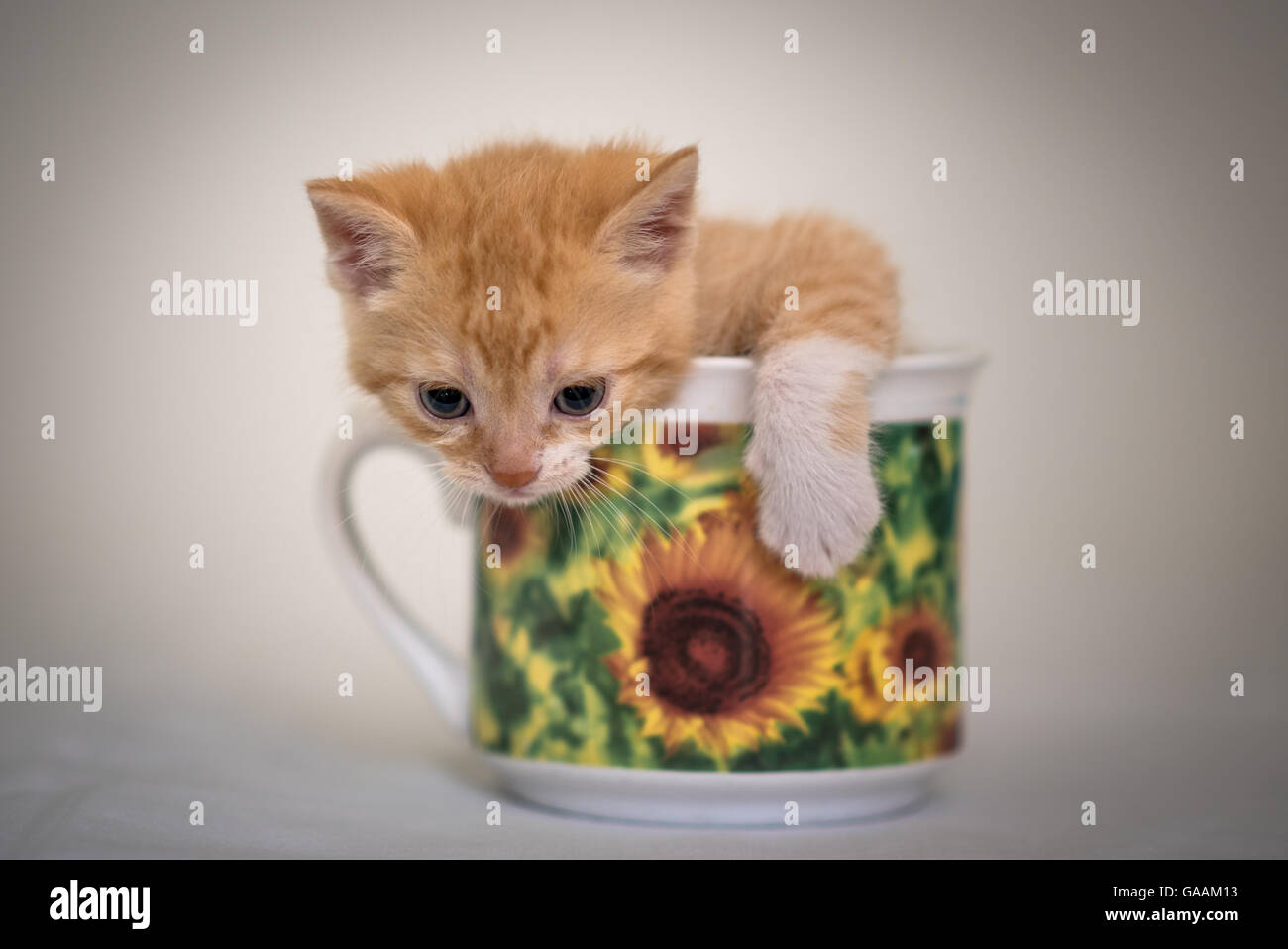 Cute little kitten in cup Stock Photo