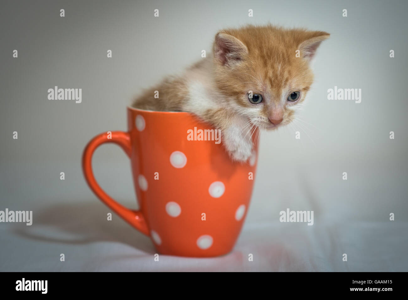 Cute little kitten in orange cup Stock Photo