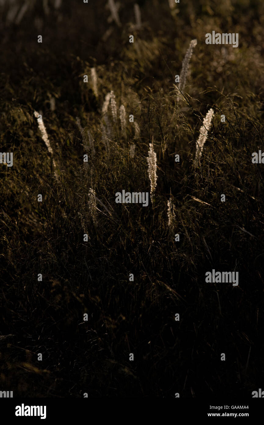 Magical forest hi-res stock photography and images - Alamy