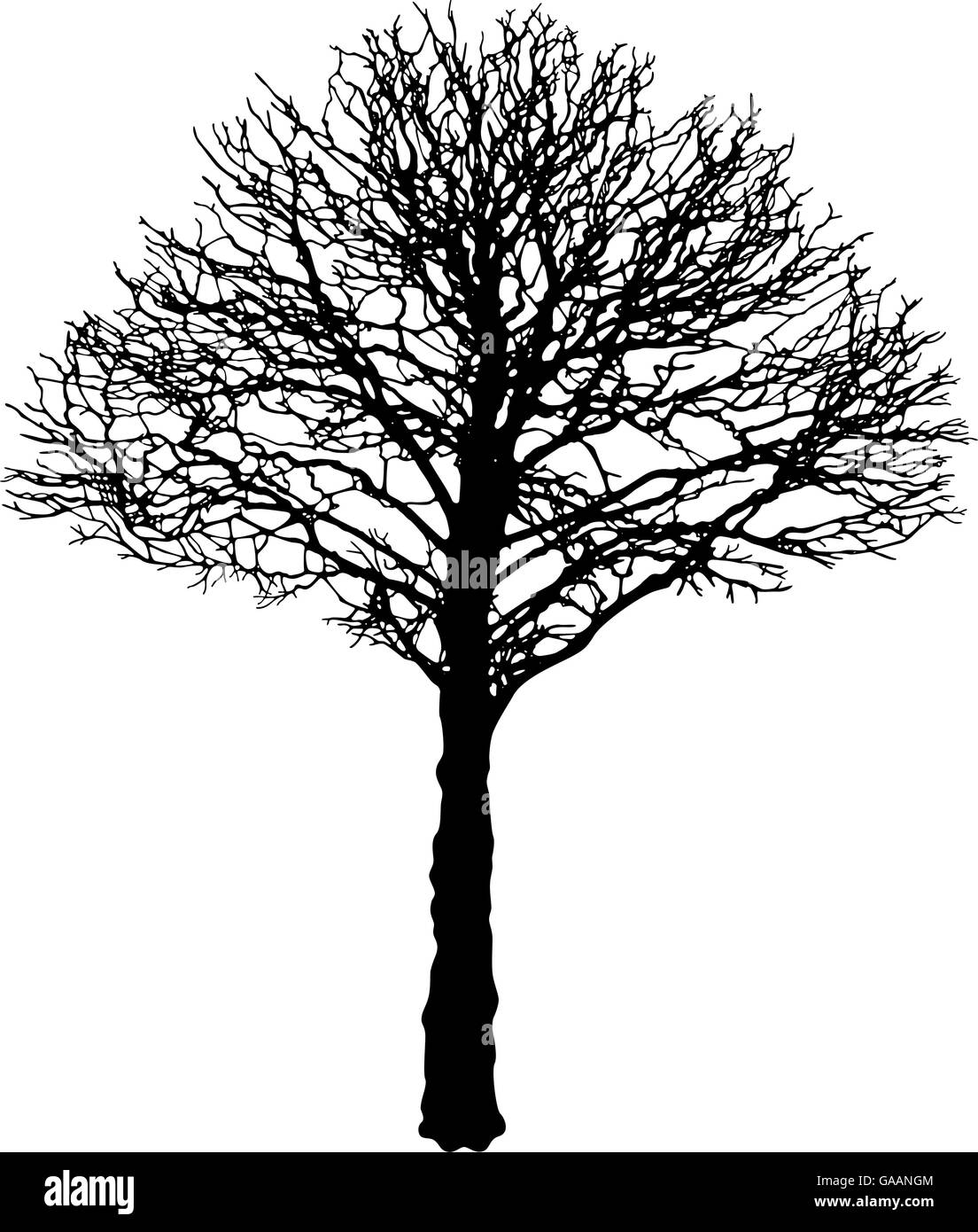 Vector image of black urban tree contour - linden Tilia cordata Stock Vector