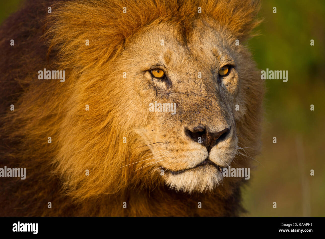 Portrait of male Lion (Panthera leo), Masai Mara, Kenya Stock Photo - Alamy