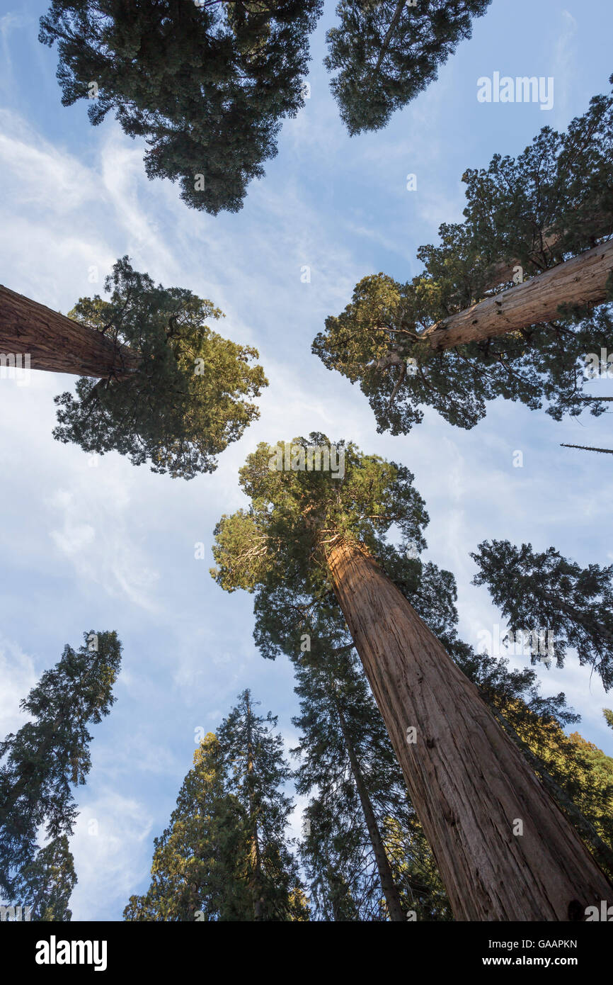 Giant sequoia (Sequoiadendron giganteum) Sierra Nevada, California, USA, May. Stock Photo