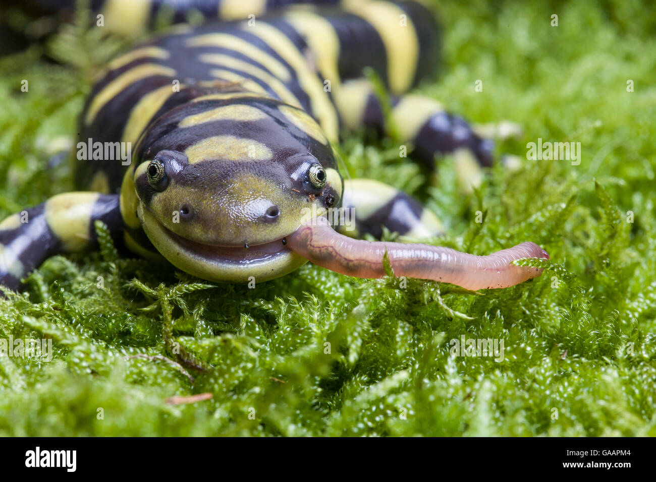 Barred tiger salamander (Ambystoma tigrinum mavortium)eating earth worm, captive occurs in South and Central USA. Stock Photo