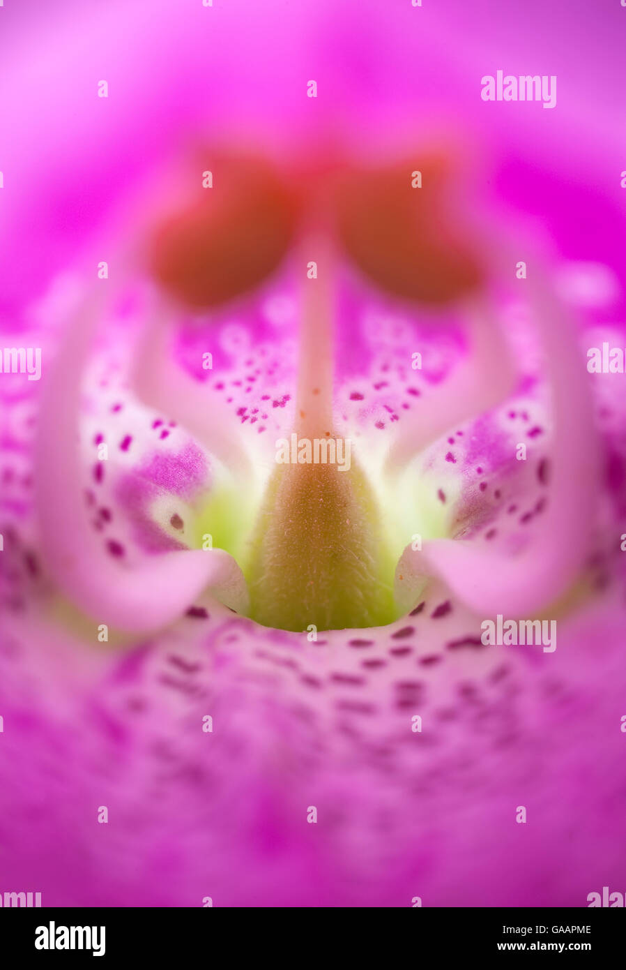 Close up of the inside of a foxglove (Digitalis purpurea) showing the pistil and stamen, UK. Stock Photo