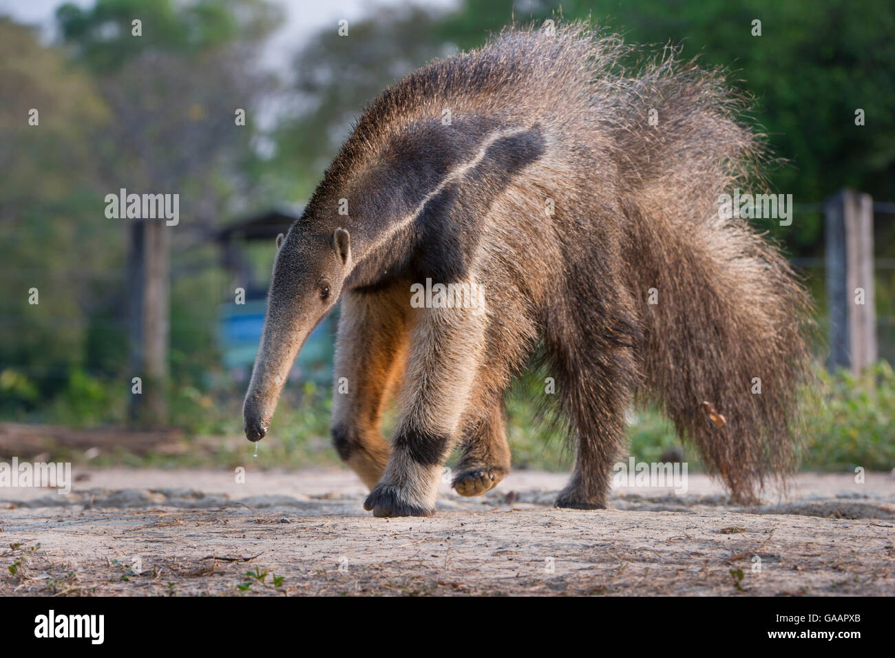 Adult Giant Anteater (Myrmecophaga tridactyla) crossing the Transpantaneira Highway. Northern Pantanal, Moto Grosso State, Brazil, South America. Stock Photo