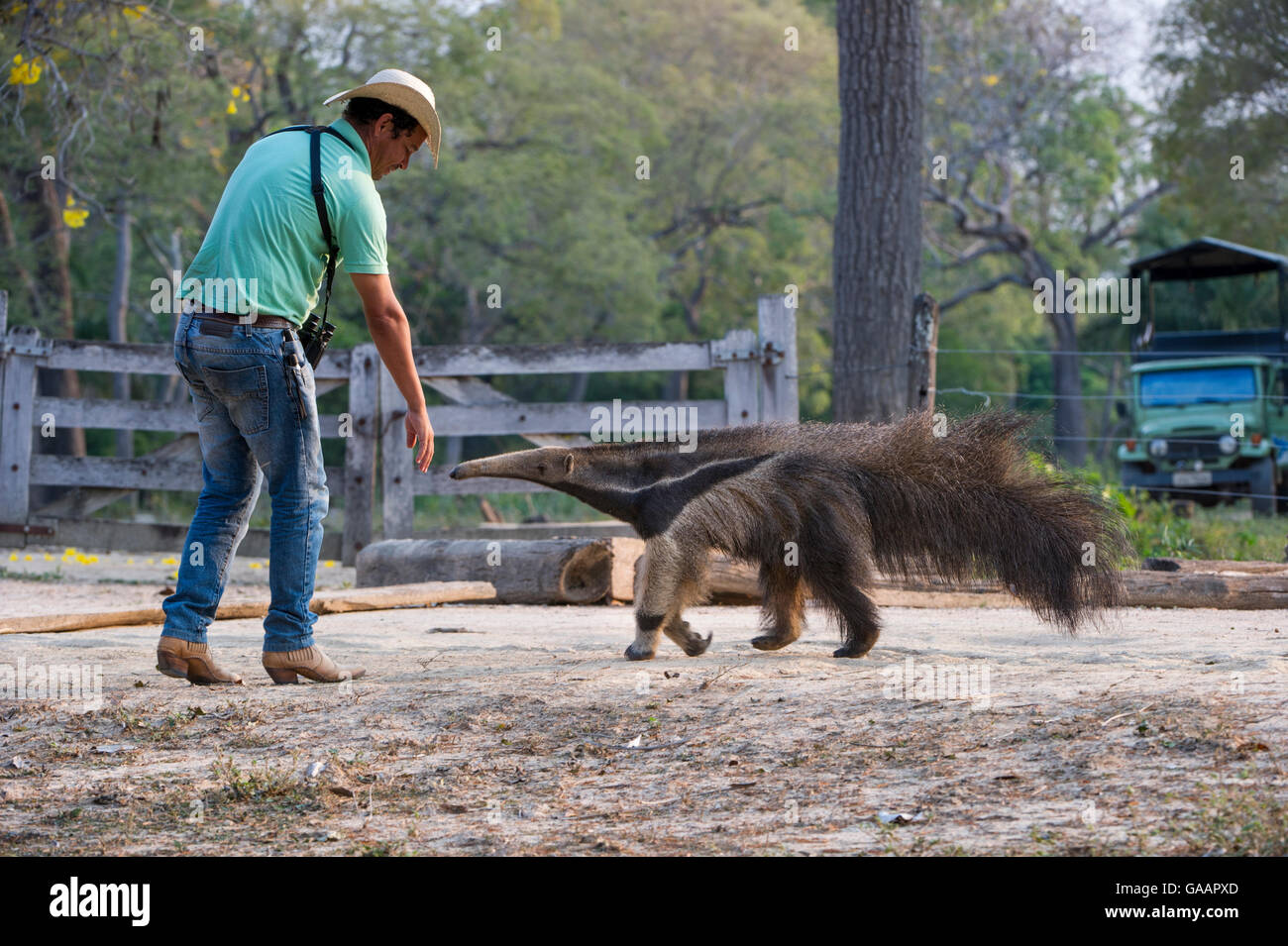 Adult Giant Anteater (Myrmecophaga tridactyla) with Pantaneiro Cowboy, Northern Pantanal, Moto Grosso State, Brazil, South America. Stock Photo