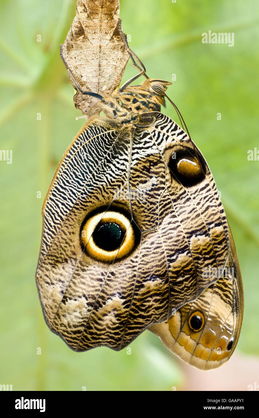 Owl-eye Butterfly (Caligo sp), Amazonia, Ecuador, South America. Stock Photo