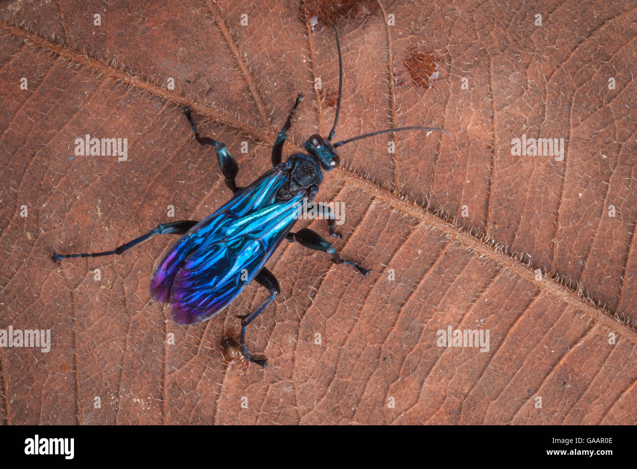 Spider hunting wasp (Pompilidae) Maliau Basin, Sabah, Borneo. Stock Photo