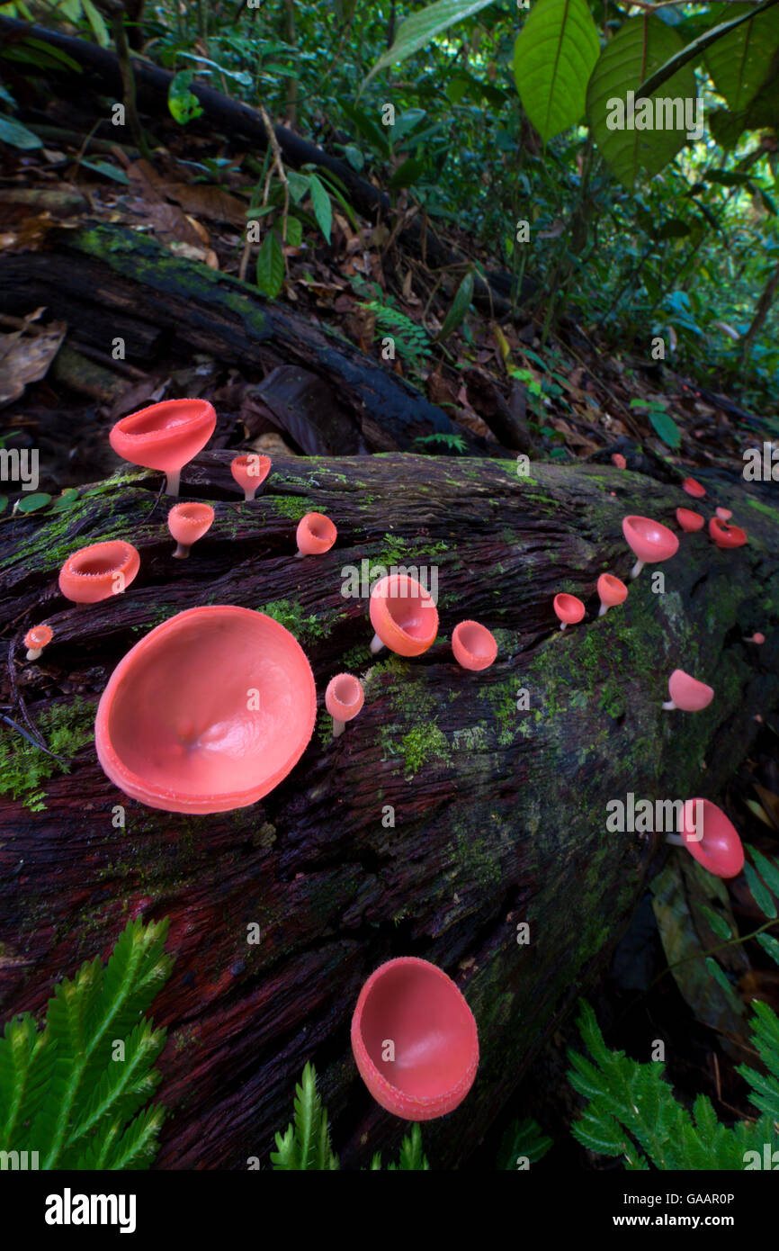 Cup fungi (Cookeina sp) growing on decaying log in lowland dipterocarp forest. Danum Valley, Sabah, Borneo. Stock Photo