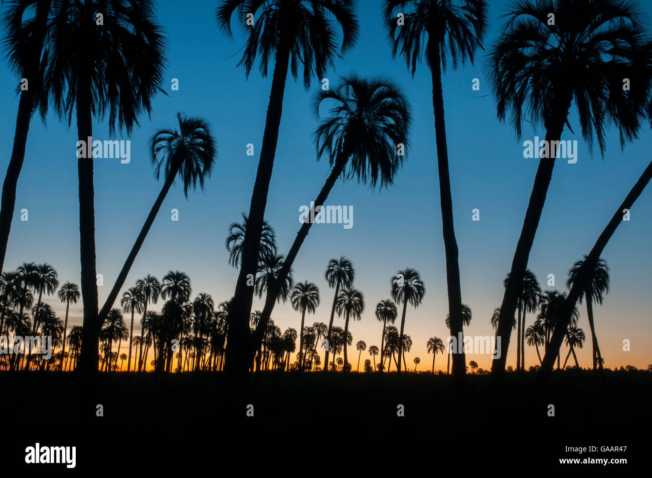 Yatay palm / jelly palm (Batia yatay) trees silhouetted at sunset, El Palmar National Park, Entre Rios Province, Argentina Stock Photo