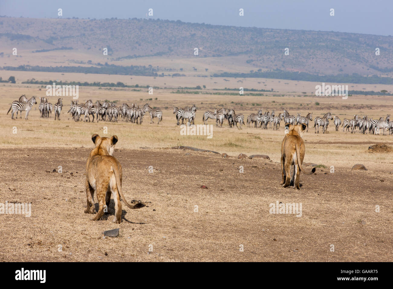 Two African lionesses (Panthera leo) hunting a herd of zebra near a water hole during the dry season, Masai-Mara Game Reserve, Kenya. February. Stock Photo
