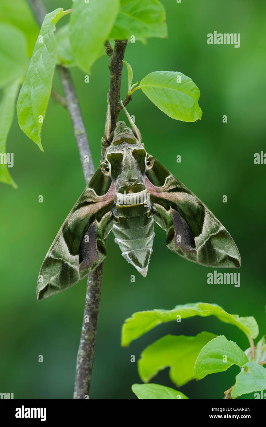 Oleander Hawkmoth (Daphnis nerii) resting, Southern Sicily, Italy. March. Stock Photo