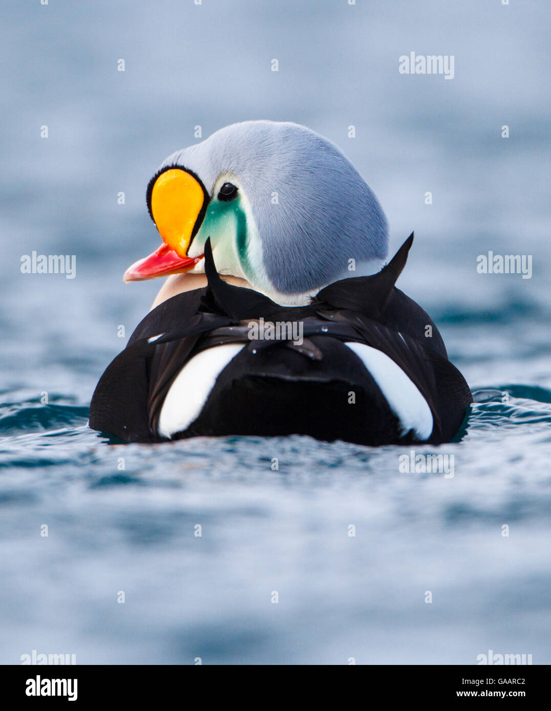 Adult male King Eider (Somateria spectabilis) portrait from behind also showing triangular black sails on the back and white sides of rump. Batsfjord, Norway, March. Stock Photo