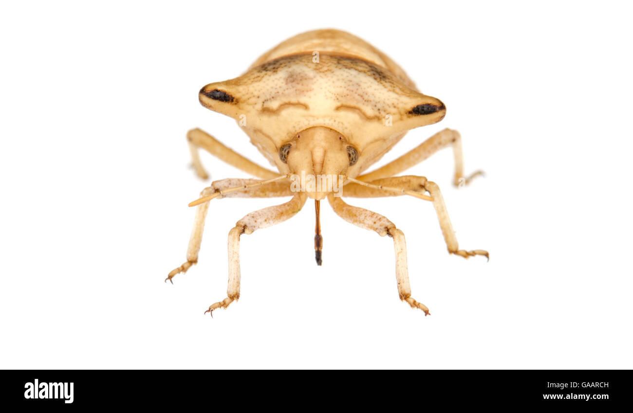 Shield bug (Ventocoris falcatus) Central Coastal Plain, Israel Meetyourneighbours.net project Stock Photo