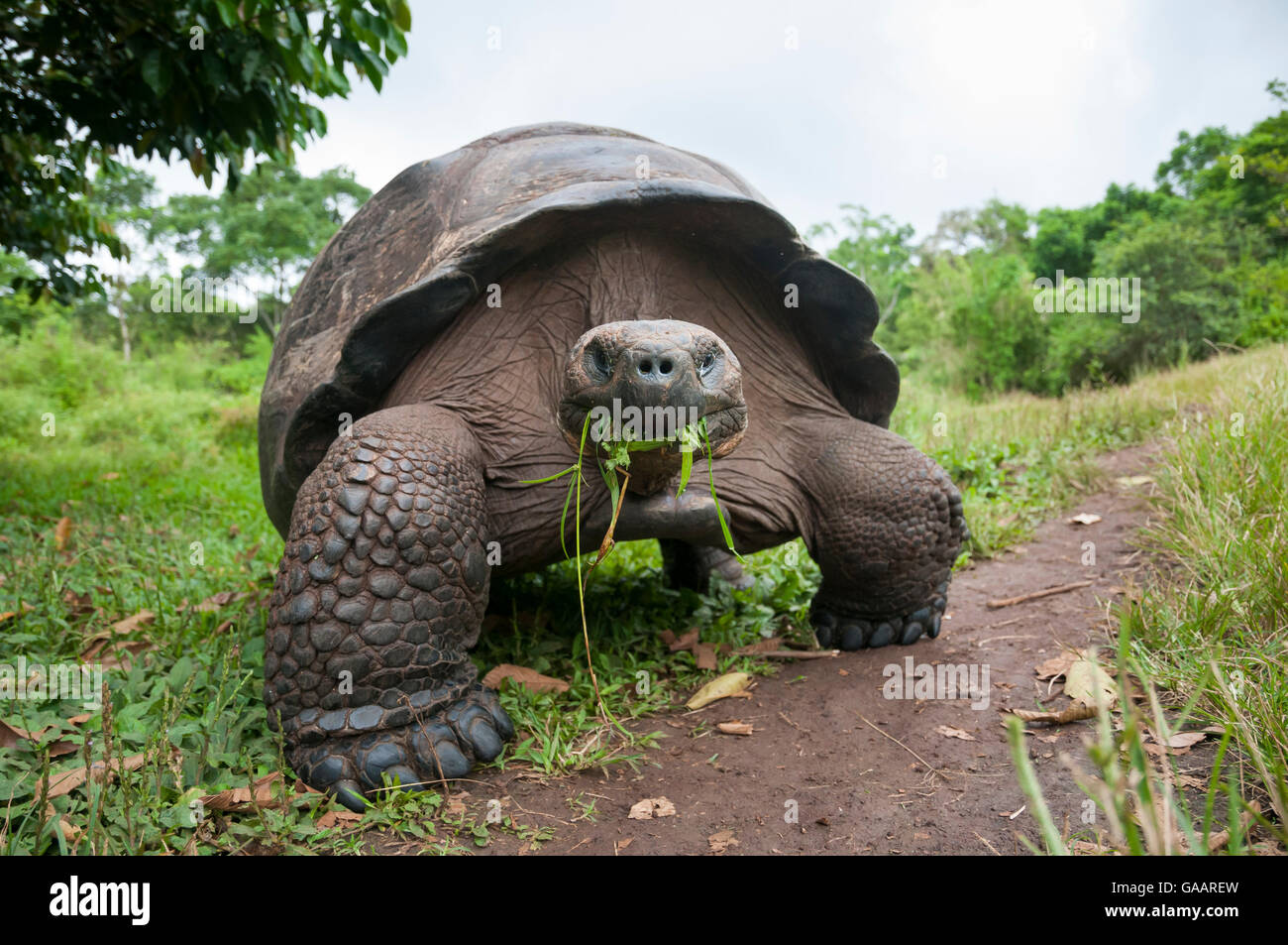 Какой самый медленный человек. Галапагосская черепаха. Галапагосская слоновая черепаха. Гигантская черепаха Галапагоса. Гигантская черепаха Альдабра.