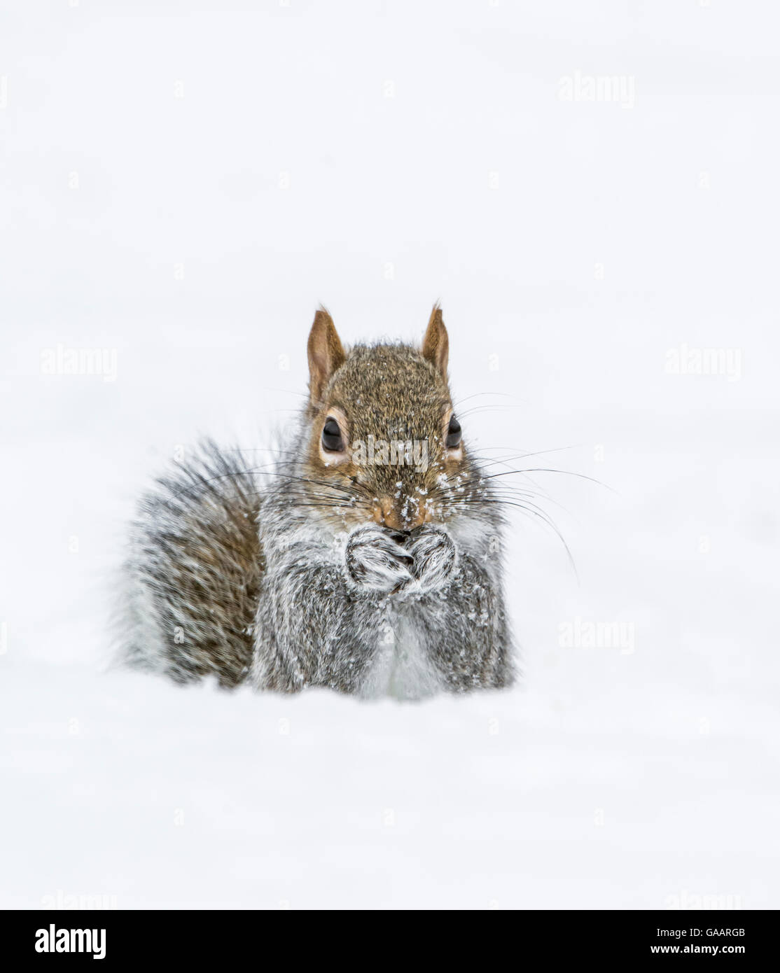 Eastern Gray Squirrel (Sciurus carolinensis) feeding in snow, Acadia National Park, Maine, USA, February. Stock Photo