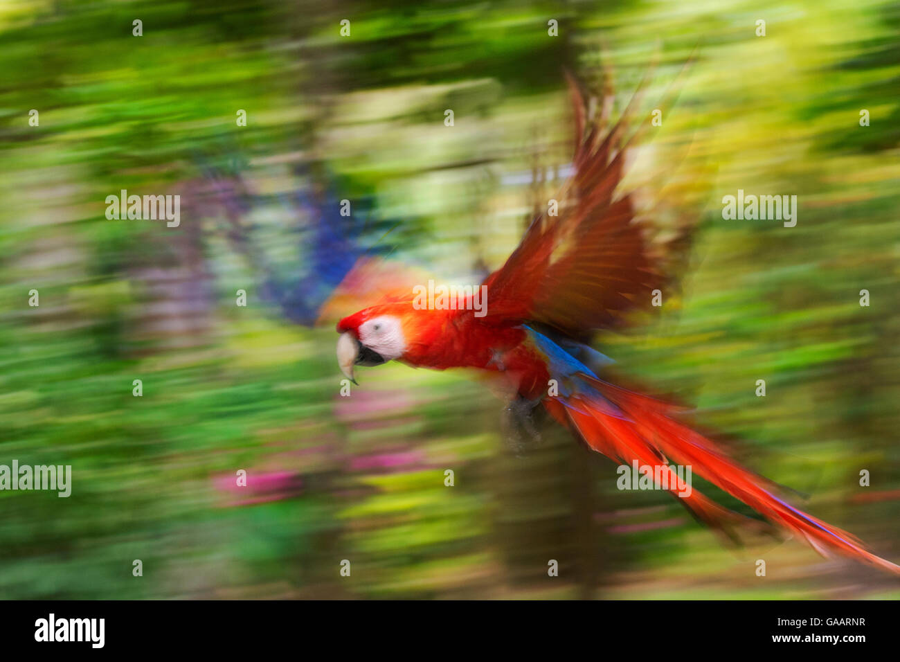 Scarlet macaw (Ara macao) flying, blurred motion. Costa Rica. Stock Photo