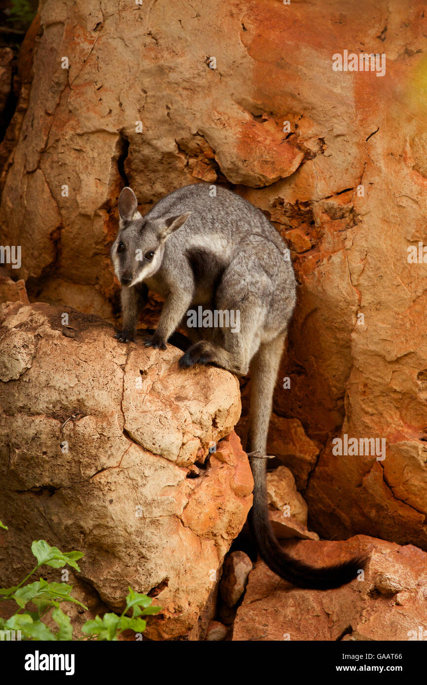 Black-footed rock wallaby (Petrogale lateralis), Cape range National Park, Exmouth, Western Australia Stock Photo