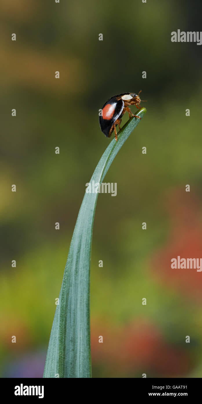 Harlequin ladybird (Harmonia axiridis) on end of leaf, invasive species. Sussex, England, UK. March. Stock Photo