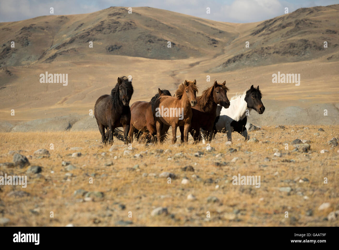 Band of wild Mongolian horses running on plains at the foot of Dungurukh Uul mountain, near the border with China and Kazakhstan, Bayan-Olgiy aymag, Mongolia. September. Stock Photo
