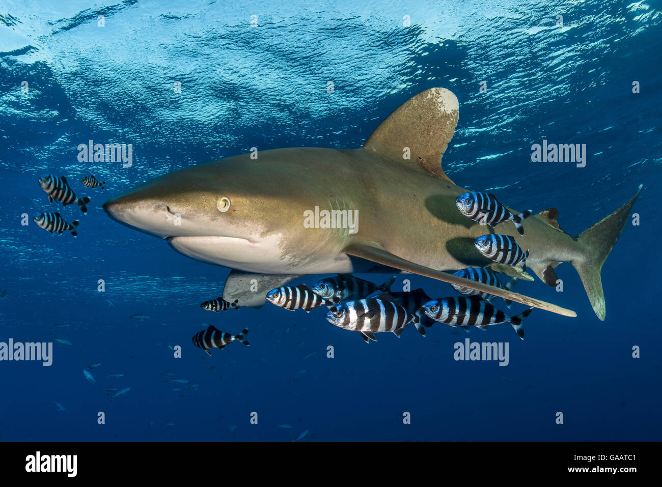 Oceanic whitetip shark (Carcharhinus longimanus) accompanied by pilotfish (Naucrates ductor) as it cruises beneath the surface of the Red Sea, close to Little Brother Island. The Brothers Islands, Egypt. Red Sea. Endangered species. Stock Photo