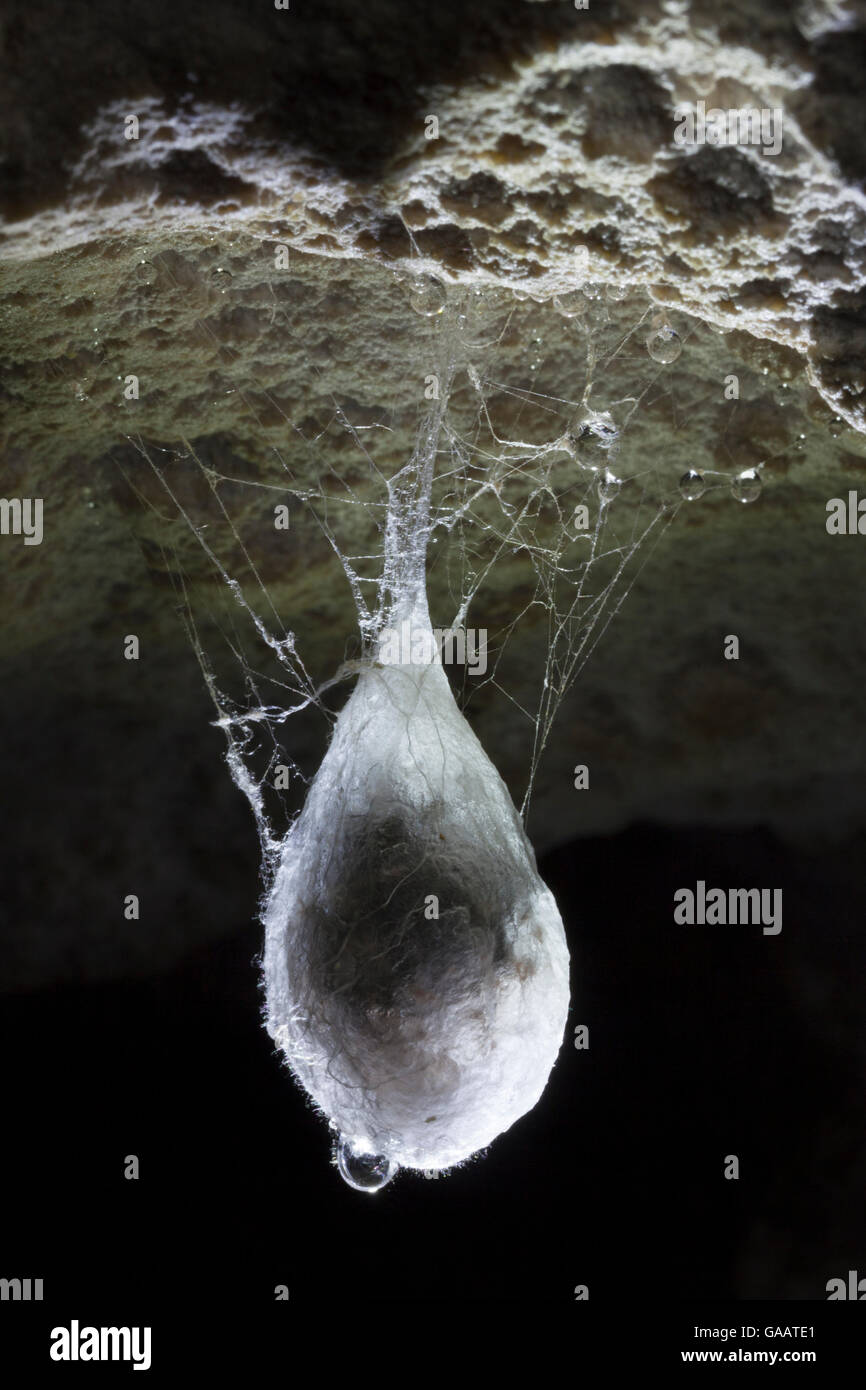 Egg sac of European Cave Spider (Meta menardi) suspended from roof of limestone cave. Plitvice Lakes National Park, Croatia. January. Stock Photo