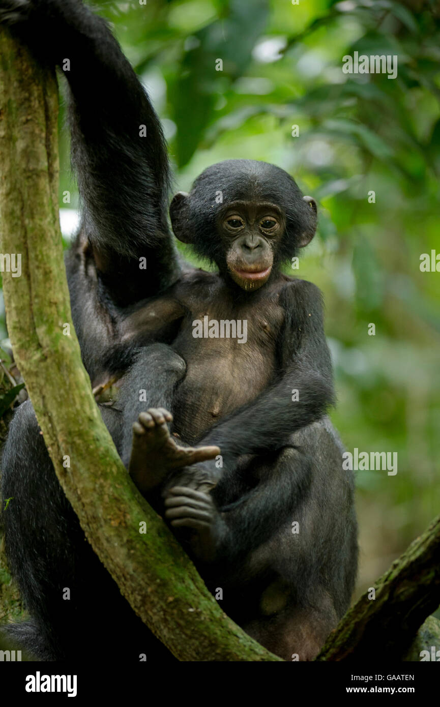 Bonobo (Pan paniscus) baby sitting next to its mother, Max Planck research site, LuiKotale, Salonga National Park, Democratic Republic of Congo. Stock Photo