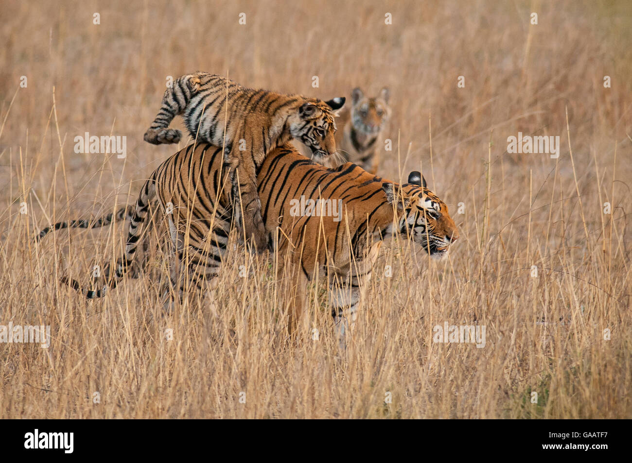Bengal Tiger (Panthera tigris) six month old cub jumping on its mother, Bandhavgarh National Park, India. Stock Photo