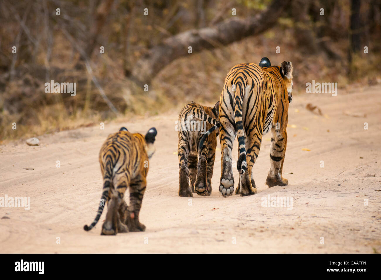 Bengal tiger (Panthera tigris) cubs following their mother, Bandhavgarh National Park, India. Stock Photo
