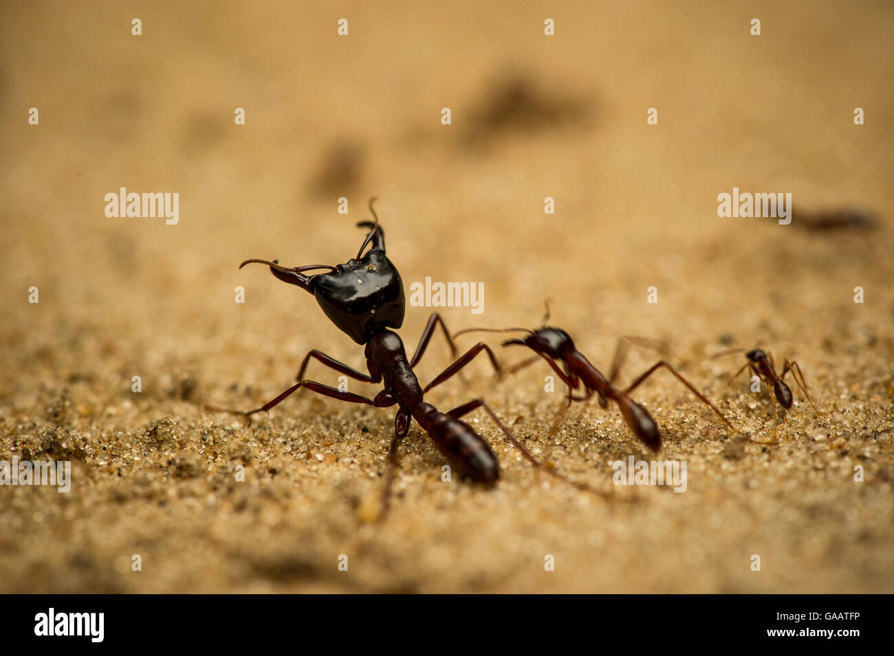 Driver ant (Dorylus) large soldier guarding smaller ants, in Salonga National Park, Democratic Republic of Congo. Stock Photo