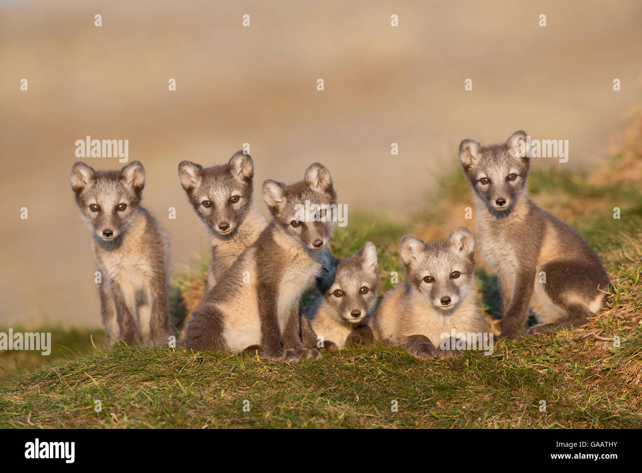 Arctic Fox Cubs Peeking From Lair In Iceland Reserve Photo Background And  Picture For Free Download - Pngtree, image size:1300x957