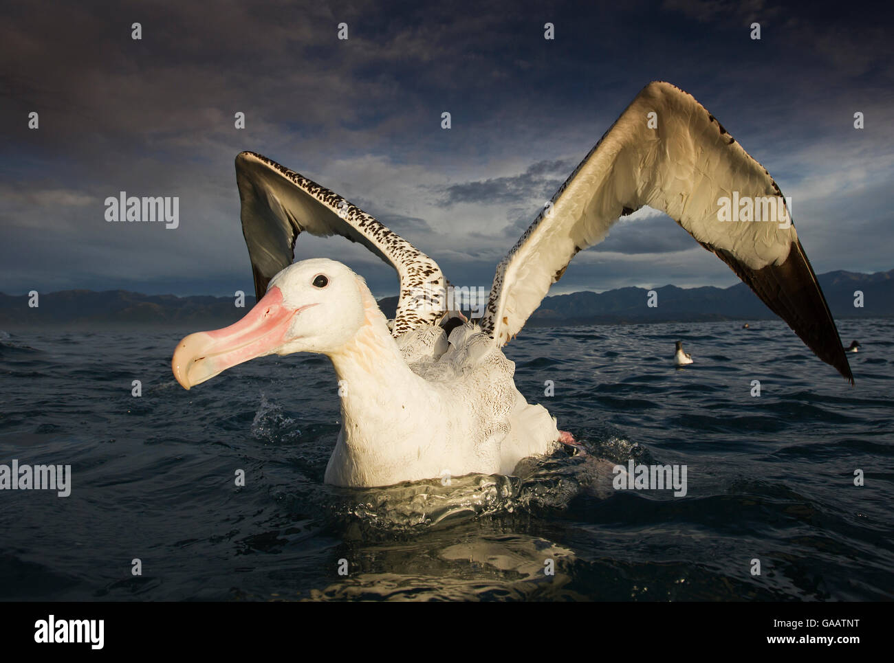 Wandering albatross (Diomedea exulans), feeding and cleaning. Stock Photo