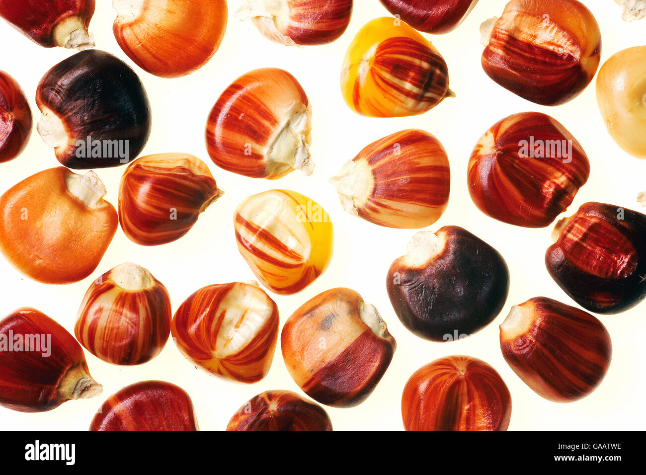 Colourful corn (Zea mays) seeds against white background. Stock Photo