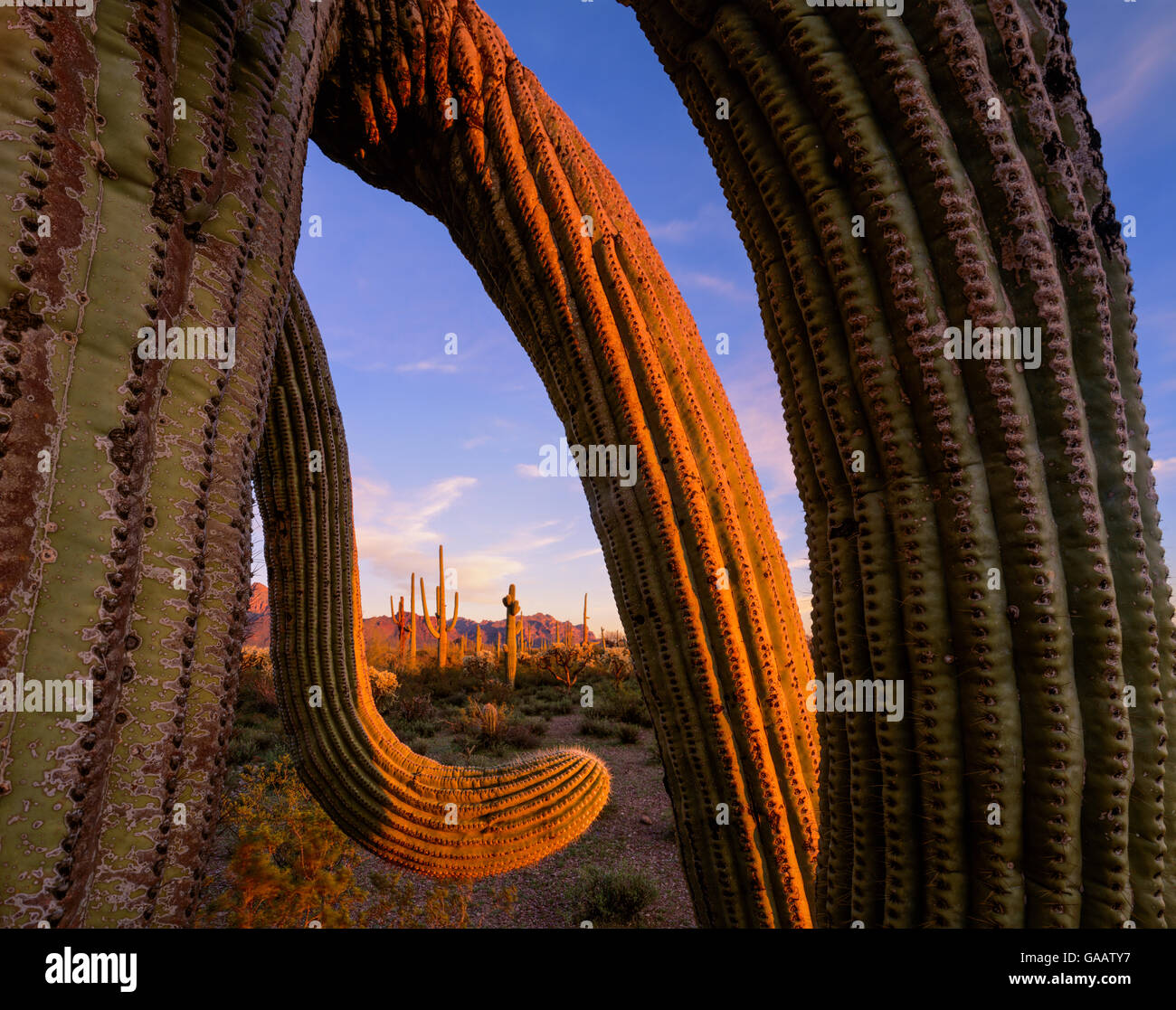 Saguaro cactus (Carnegiea gigantea) with twisted arms at sunset, with Ajo Mountains in the background, Arizona, USA. Stock Photo