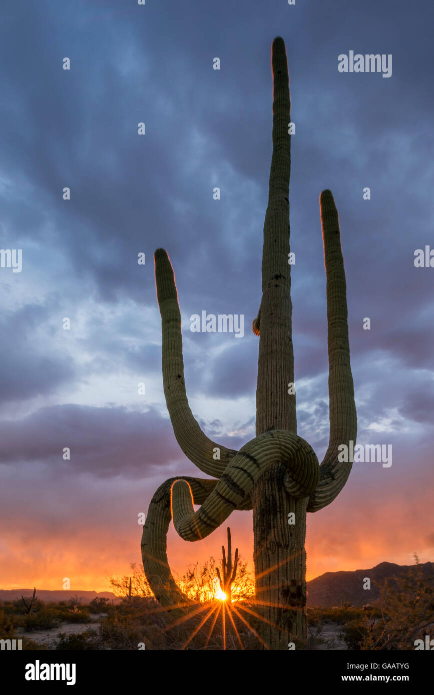 Frost damaged Saguaro cactus (Carnegiea gigantea)  with sunset light shining through limbs. South Maricopa Mountains Wilderness, Arizona, USA, March 2015. Stock Photo